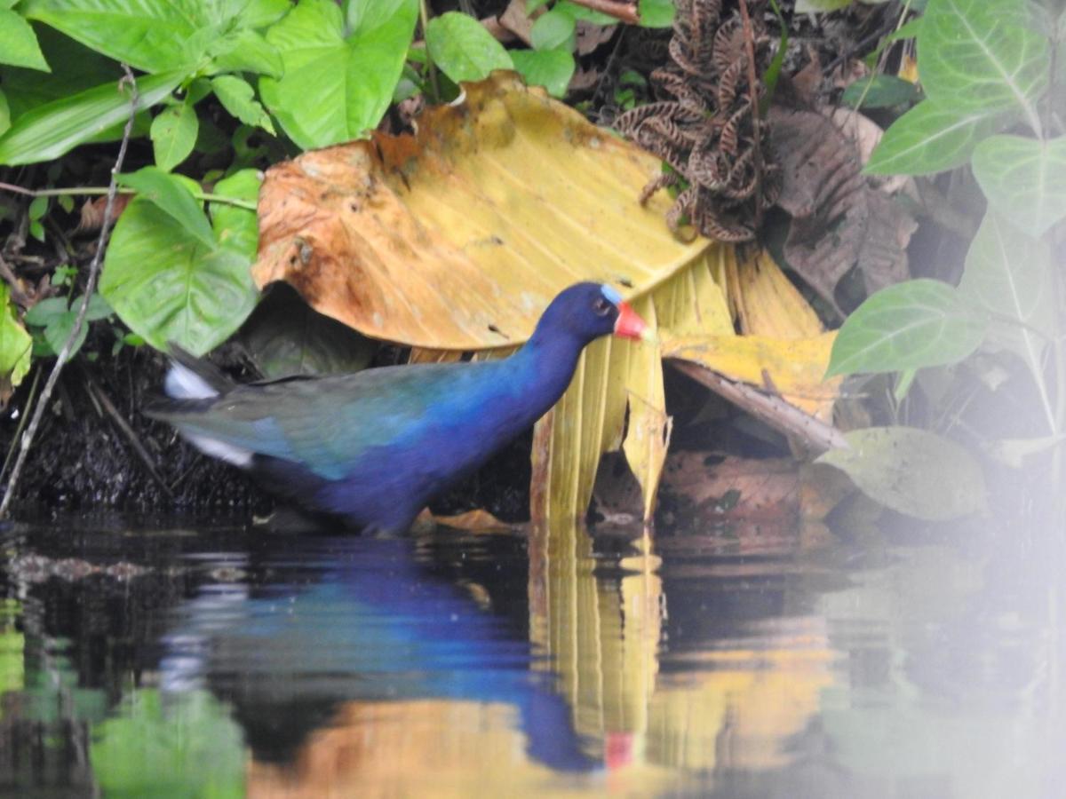 Misahualli Laguna Paikawe B&B المظهر الخارجي الصورة