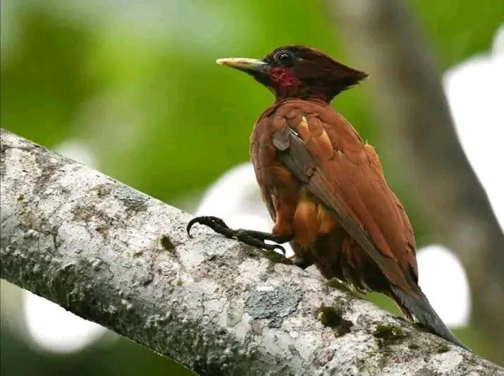 Misahualli Laguna Paikawe B&B المظهر الخارجي الصورة