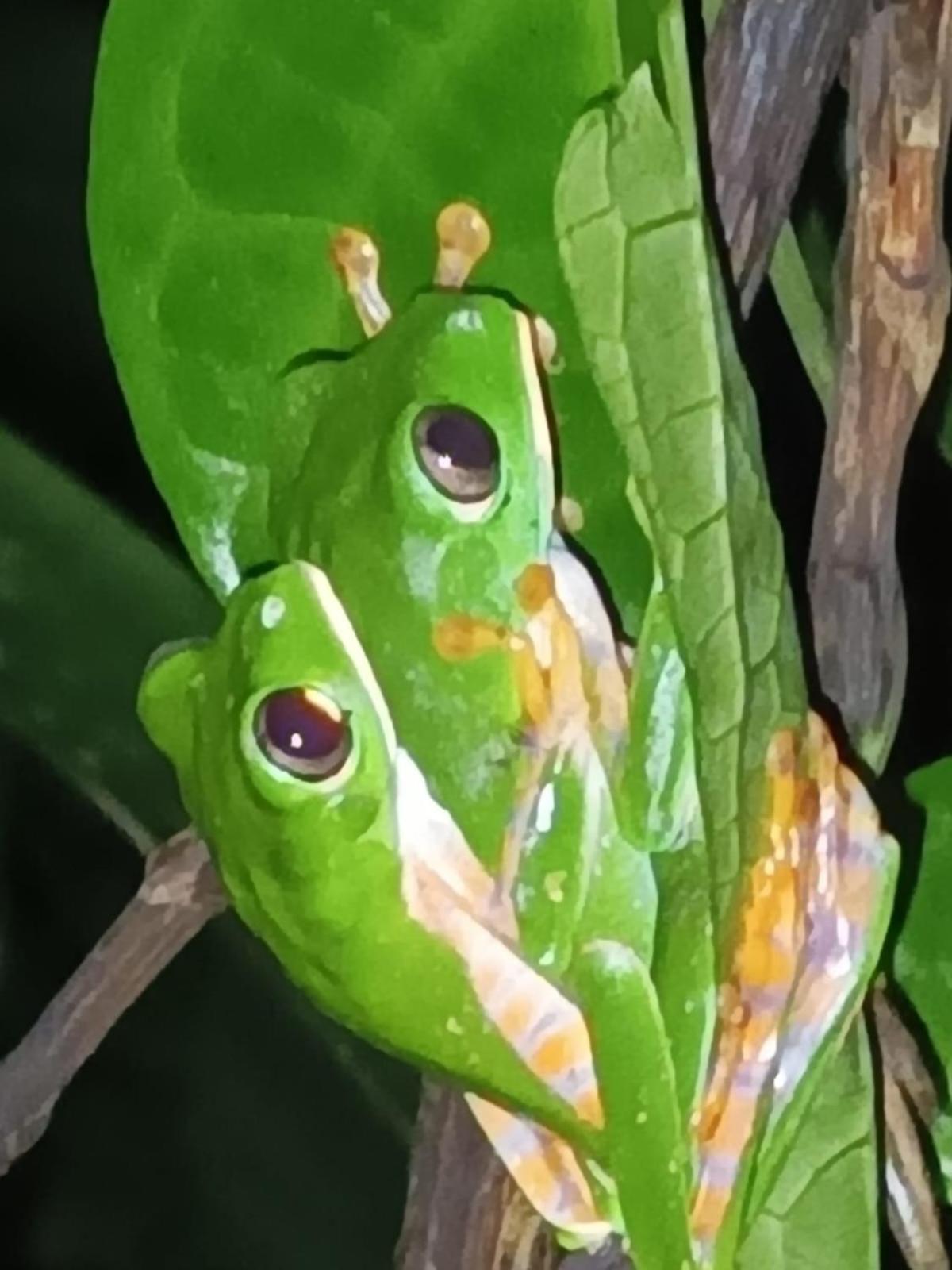 Misahualli Laguna Paikawe B&B المظهر الخارجي الصورة