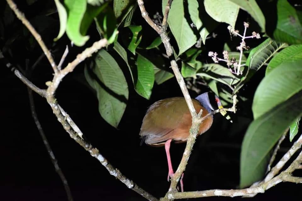Misahualli Laguna Paikawe B&B الغرفة الصورة