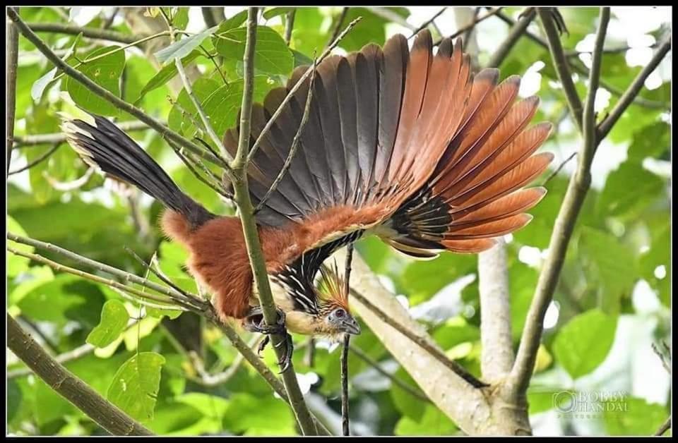 Misahualli Laguna Paikawe B&B الغرفة الصورة