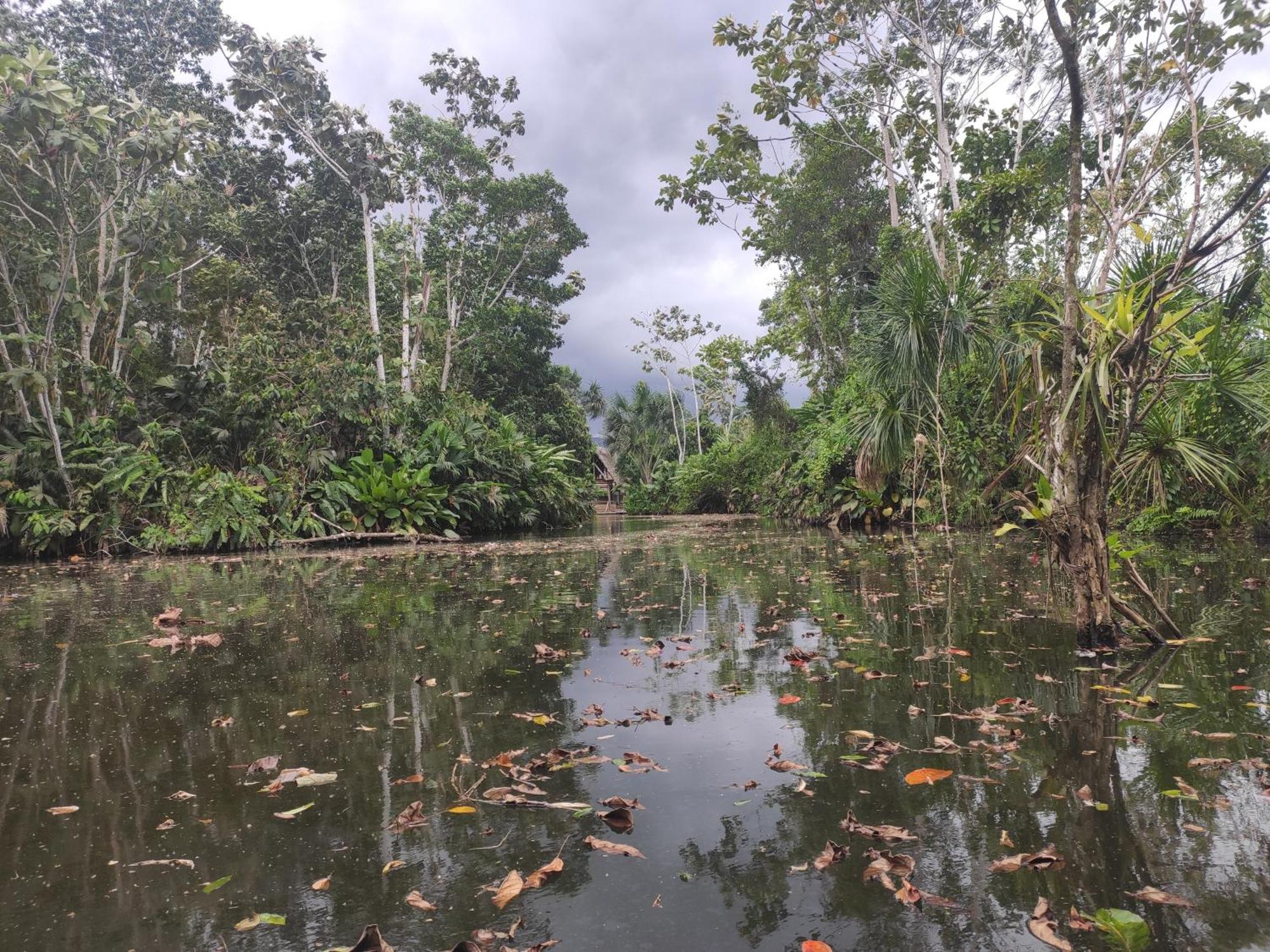 Misahualli Laguna Paikawe B&B الغرفة الصورة